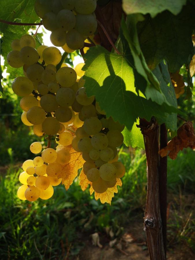 Prepotto  Pizzulin - Wine & Livingヴィラ エクステリア 写真